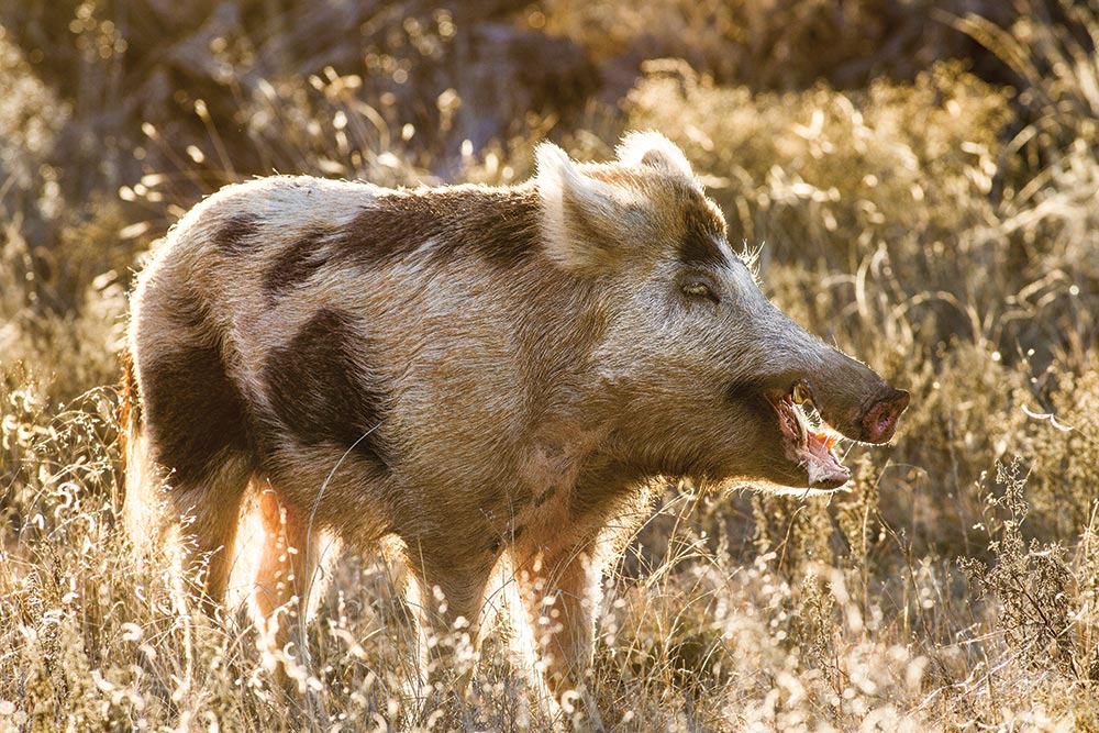 俄克拉何马州发现野猪