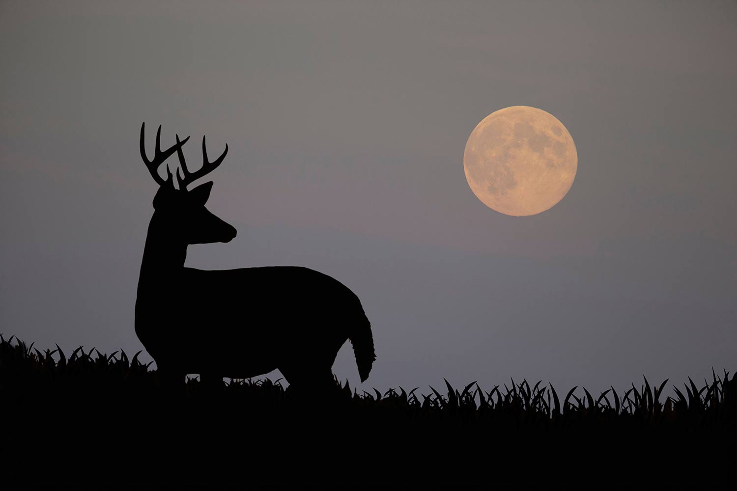 白尾鹿;月亮