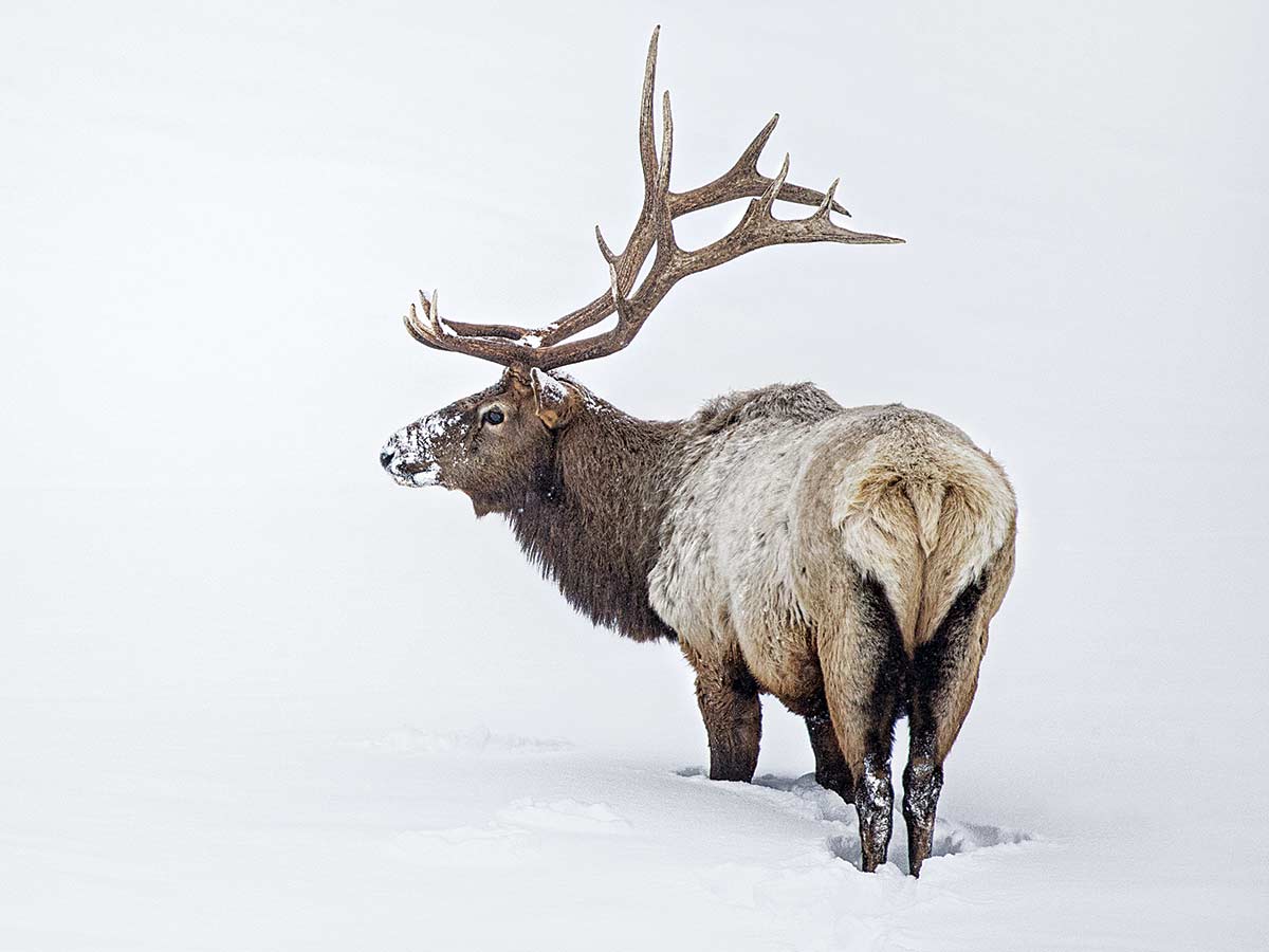 一只麋鹿站在雪地里。