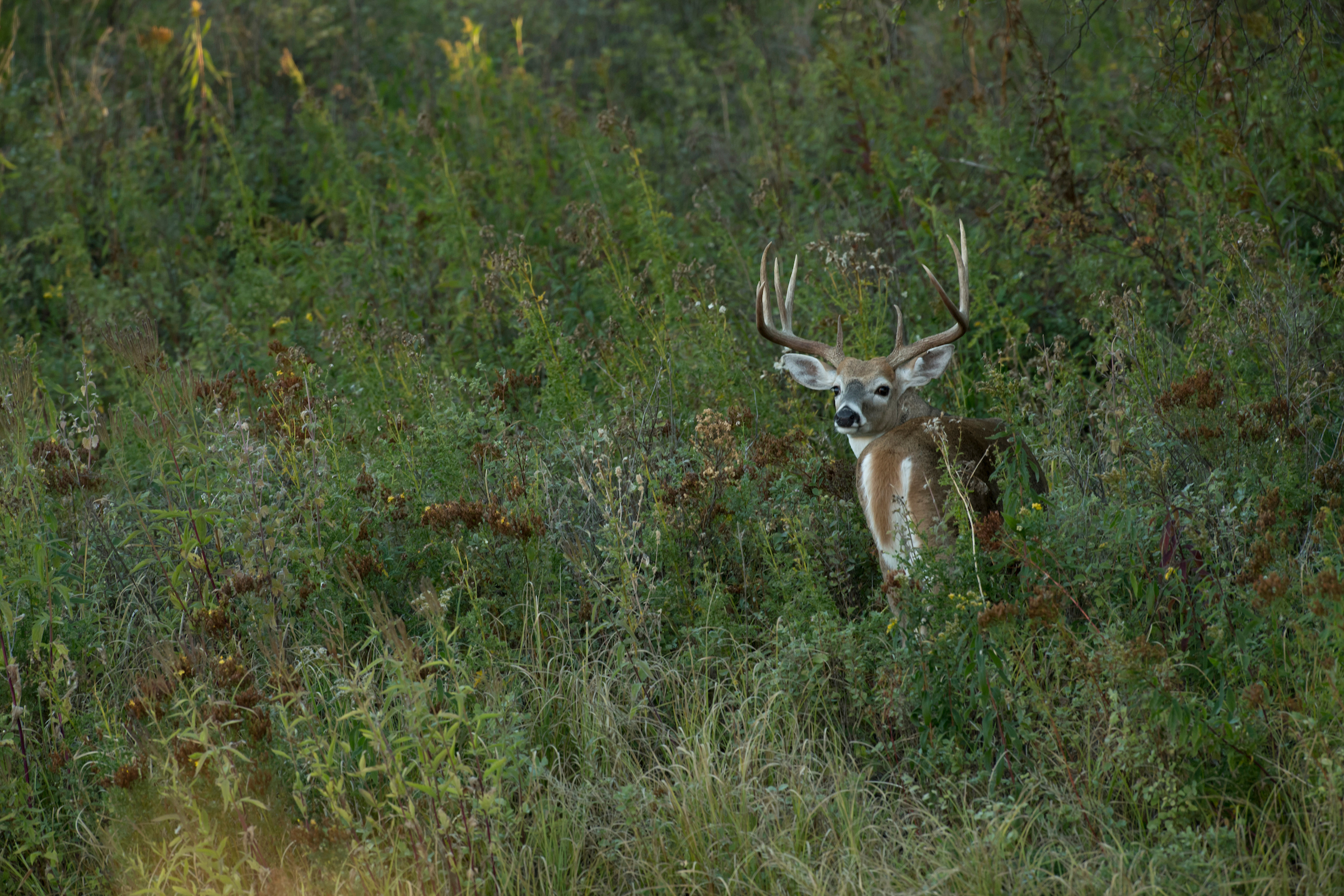 一头长着大鹿角的白尾雄鹿在一片杂草丛生的田野里把头转向镜头。