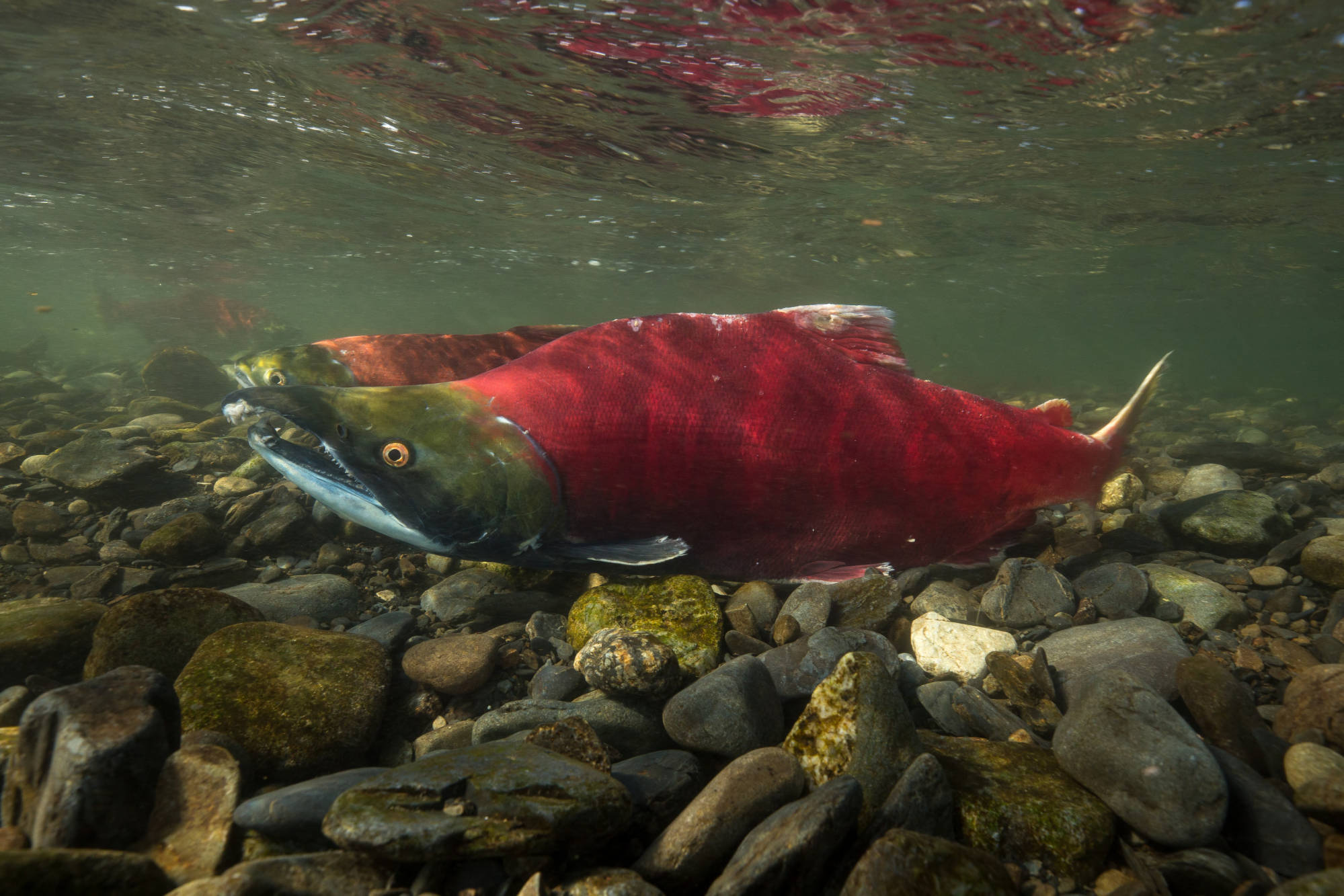 下巴有钩的红红鲑在阿拉斯加溪流中游泳。