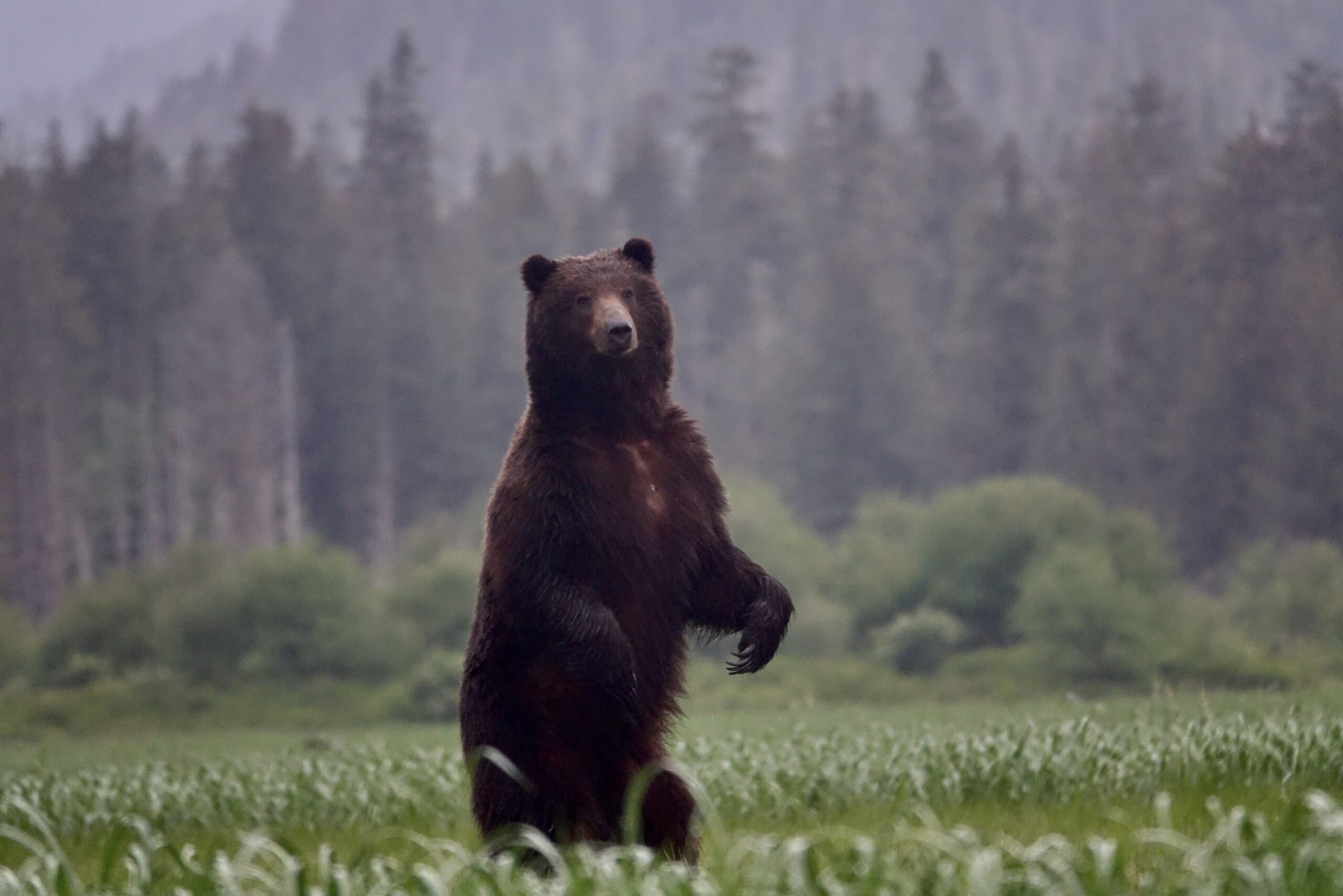 一只阿拉斯加棕熊用后腿站立在森林附近开阔的草地上。