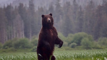 An Alaskan brown bear stands on his hind legs in an open grassy field near a forest.
