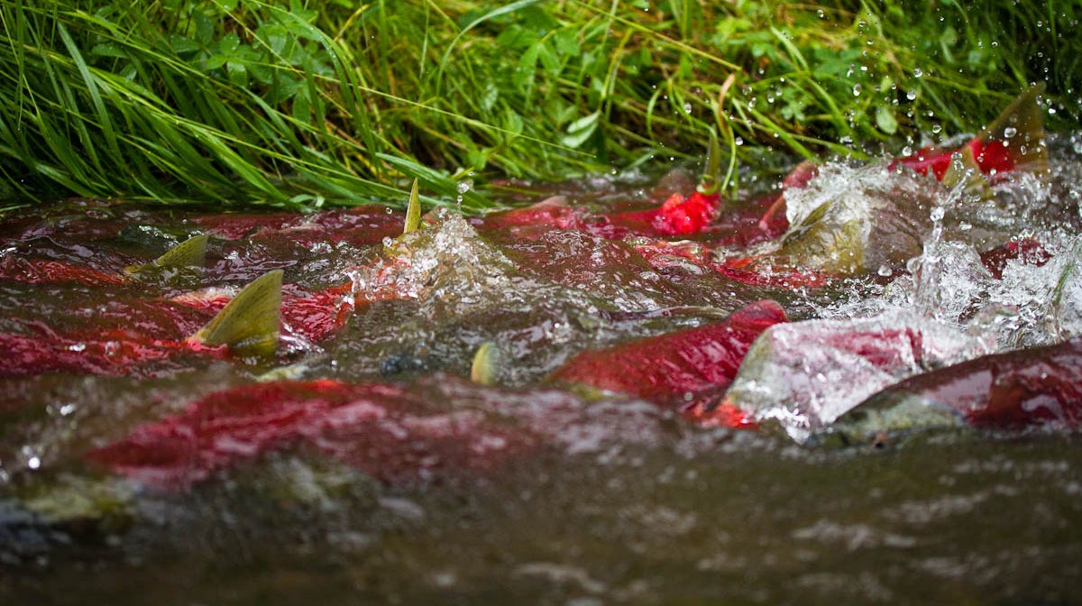 在浅水中戏水的一群红背绿鳍的鱼。