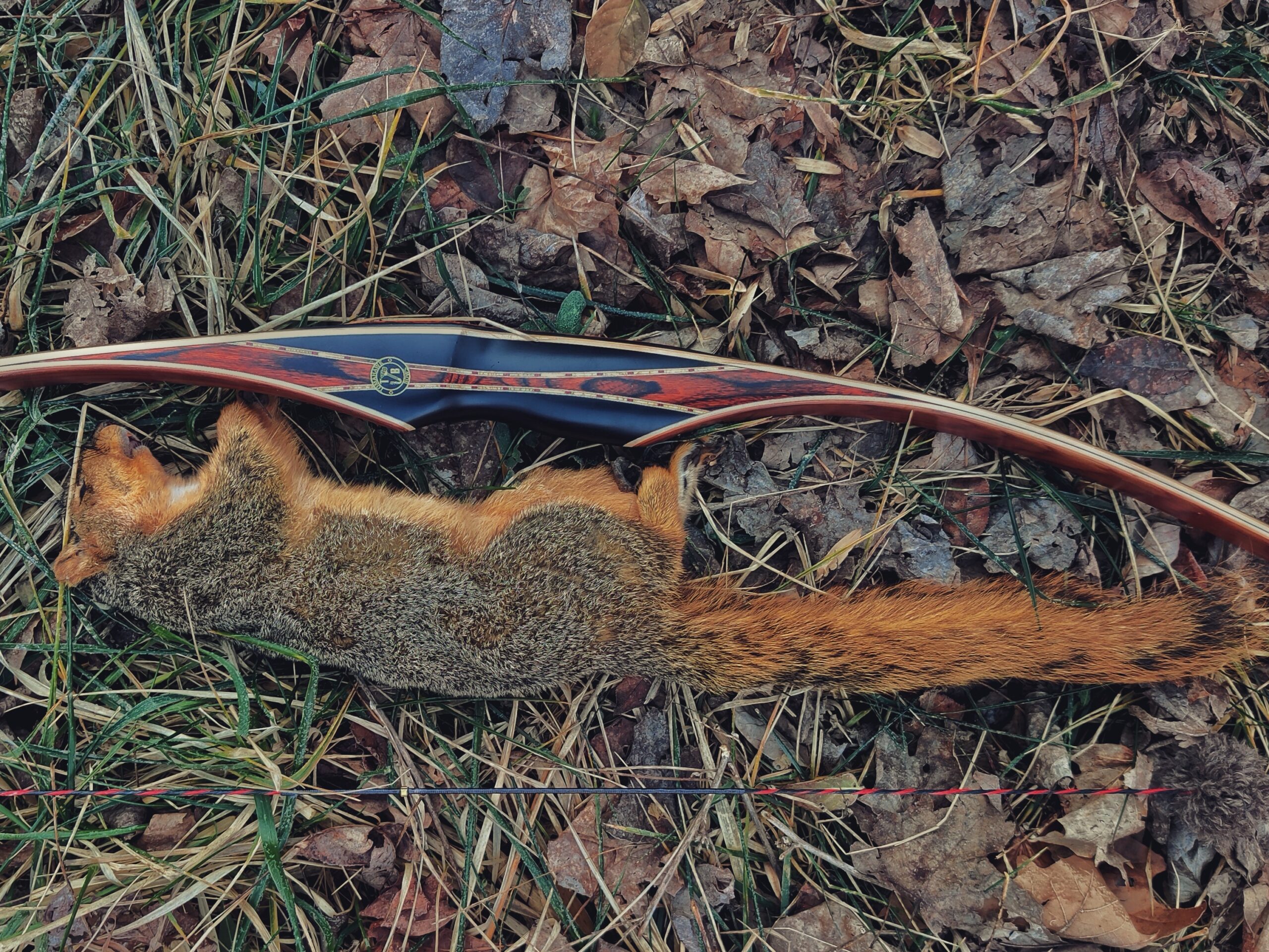 一只胖狐狸松鼠，旁边是传统的熊弓。