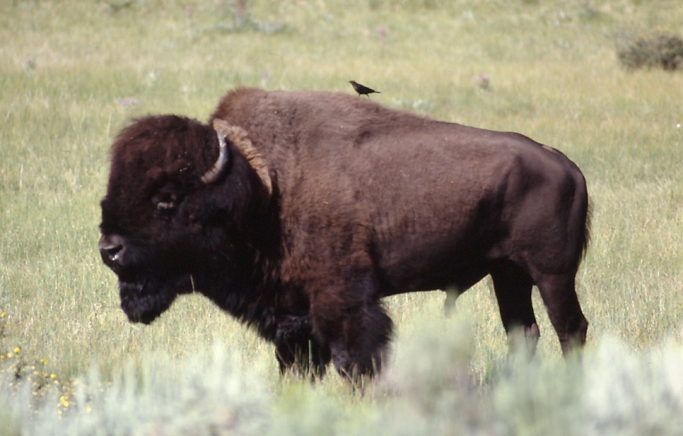 今年秋天，猎人将被允许在大峡谷国家公园射杀一头野牛。