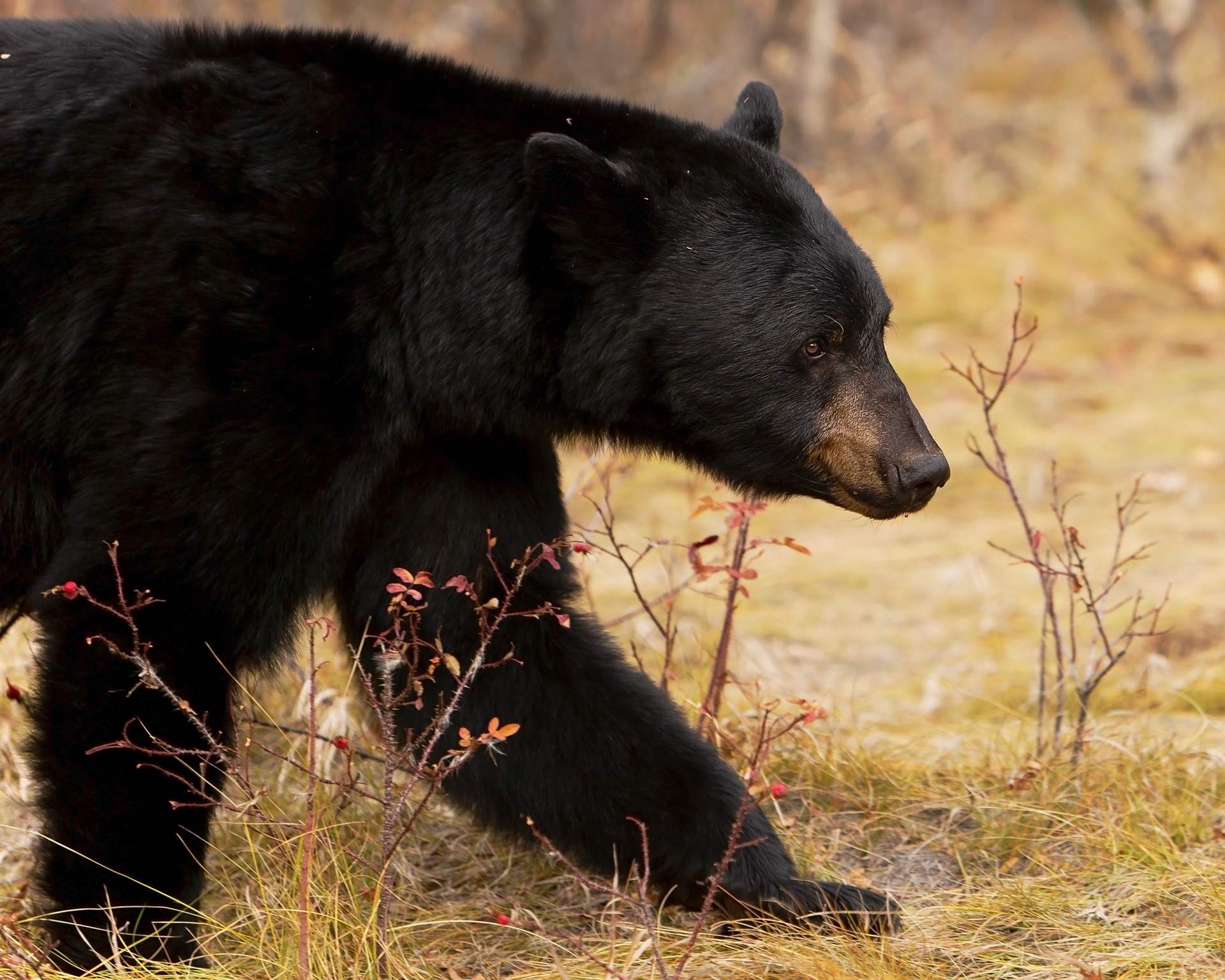 科罗拉多州黑熊袭击事件导致当局对三只熊实施安乐死。