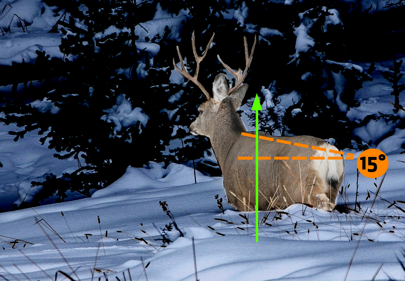 考虑射伤和射伤在黑尾鹿身上的区别。