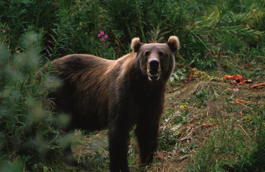 一只阿拉斯加棕熊袭击了一名测量员。