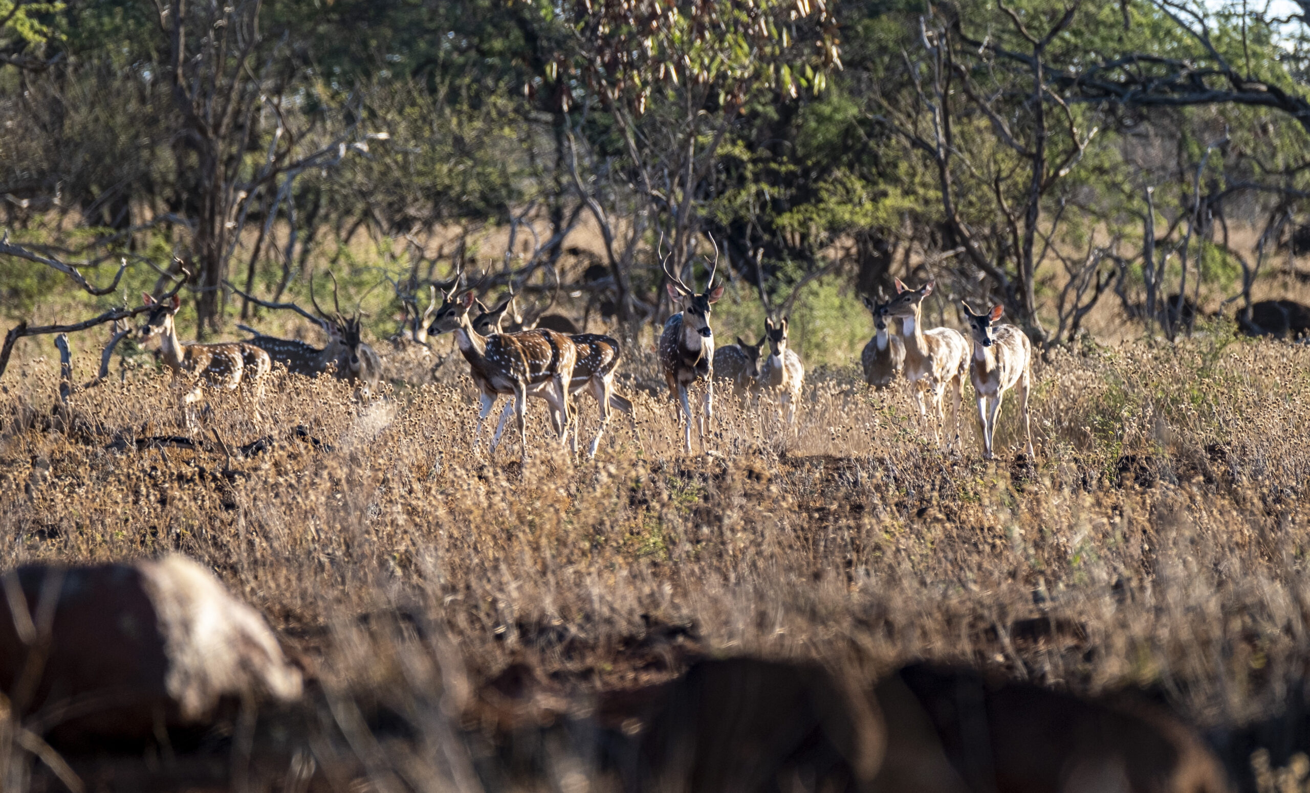 过度繁殖的轴鹿已经成熟，可以进行市场狩猎了。