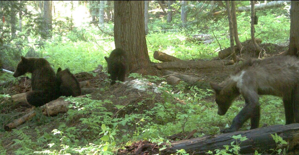 一只华盛顿灰熊被捕获、抓住并被释放。