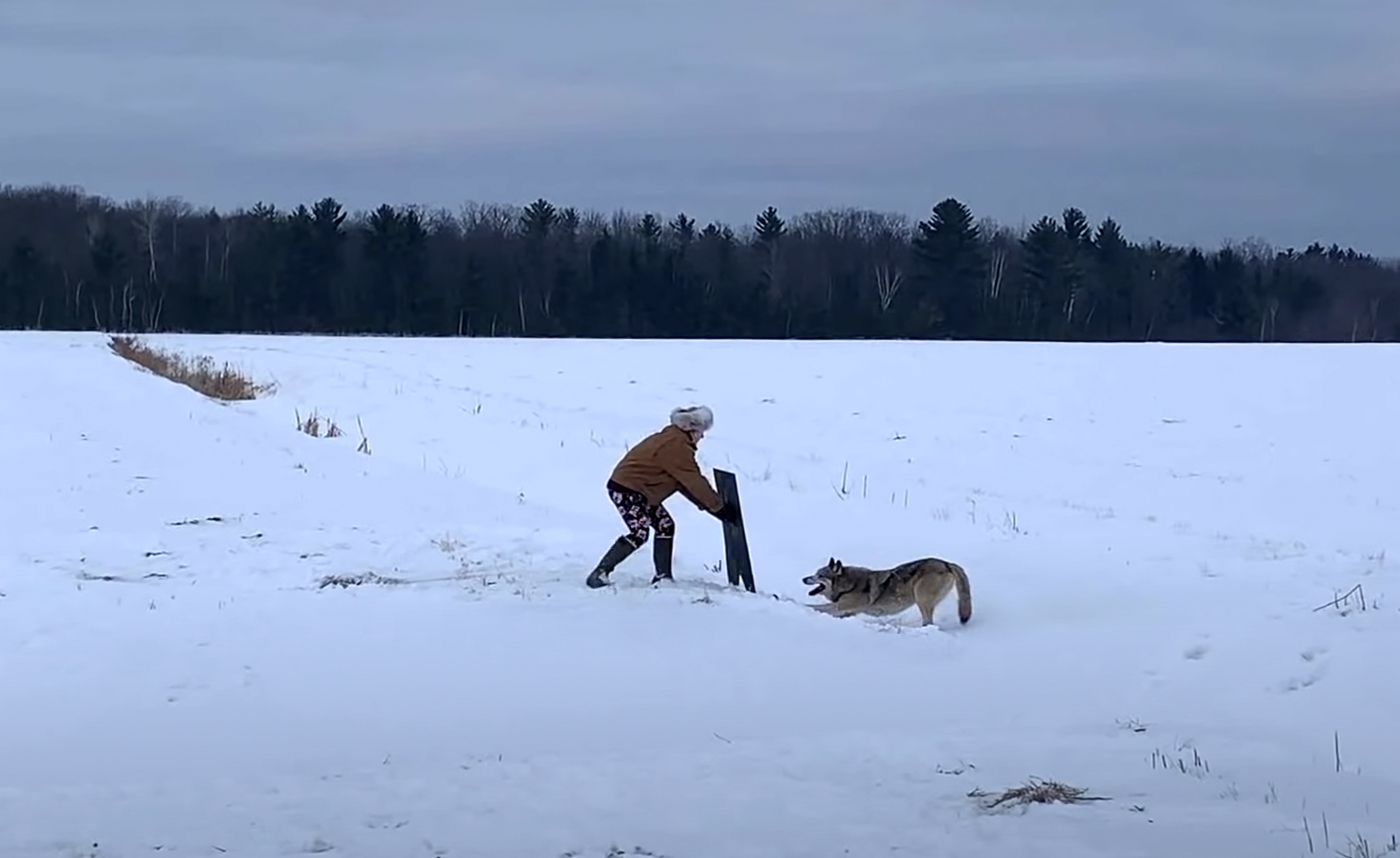 威斯康星州的猎人放走了一只灰狼。