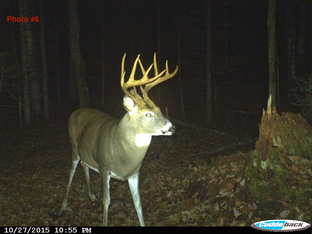 追踪相机的闪光灯吓到了鹿