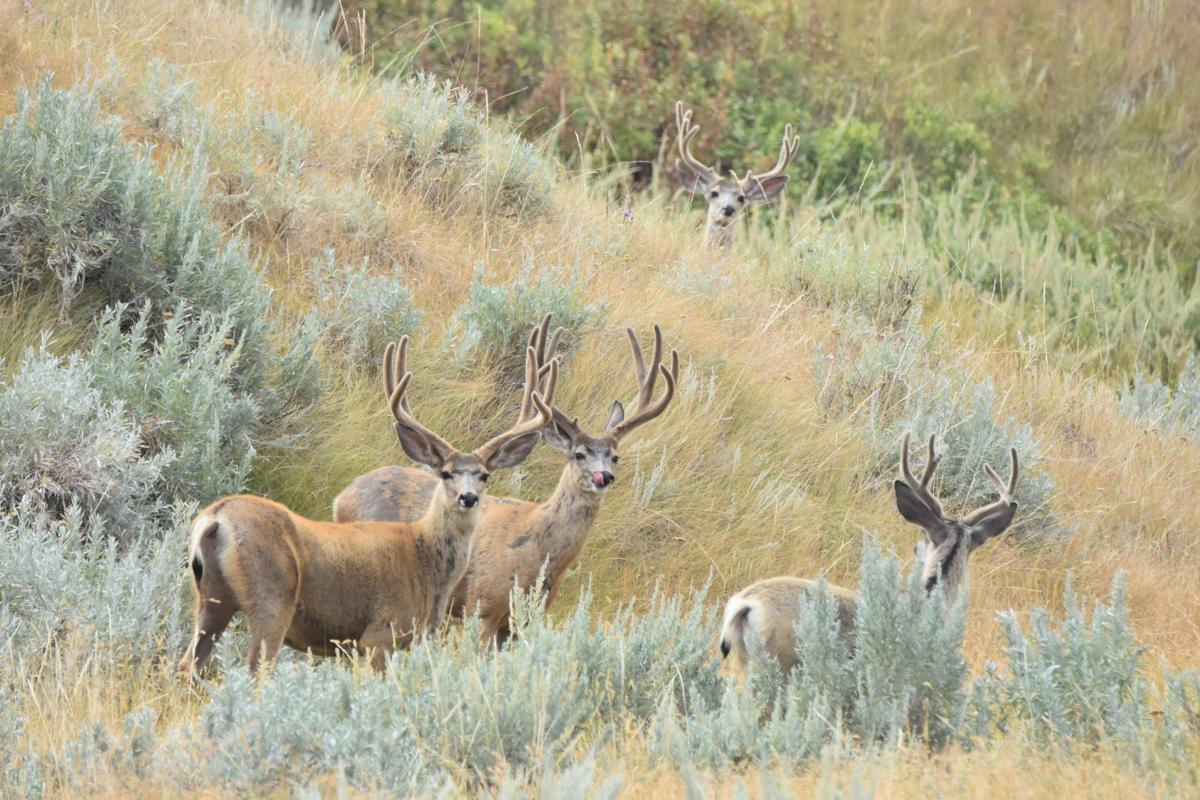 西部干旱正在影响蒙大拿和其他地方的骡鹿。