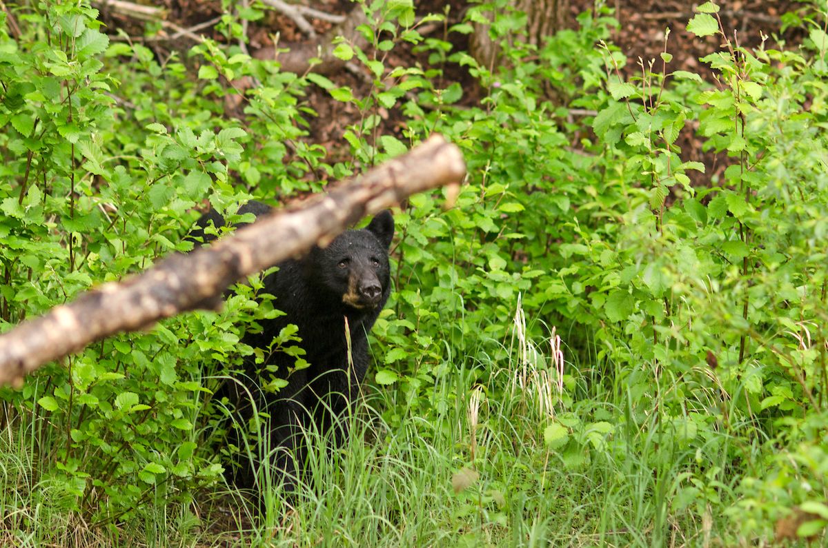 树林里有黑熊。