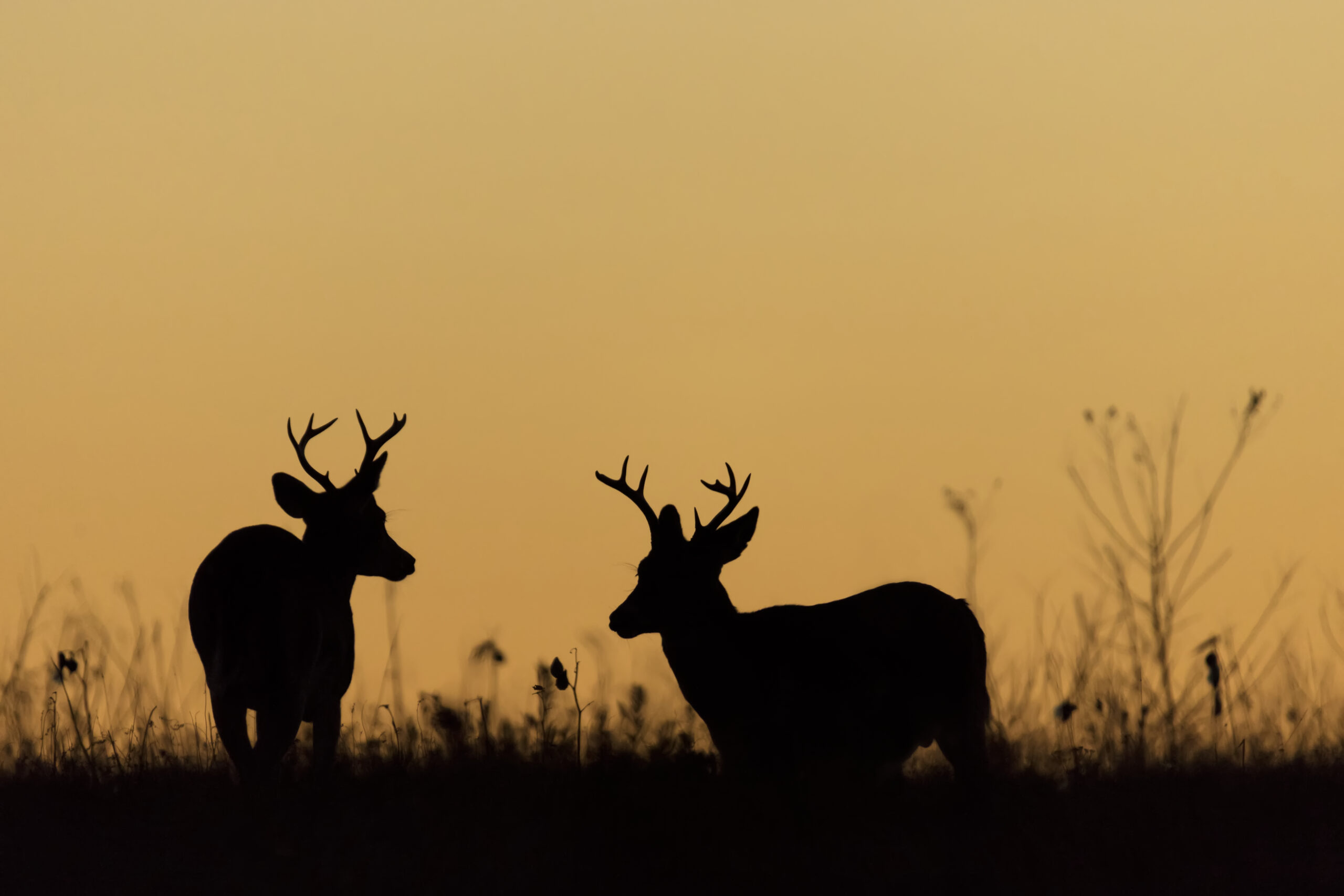 纽约现行的狩猎法禁止在日落之后猎鹿。