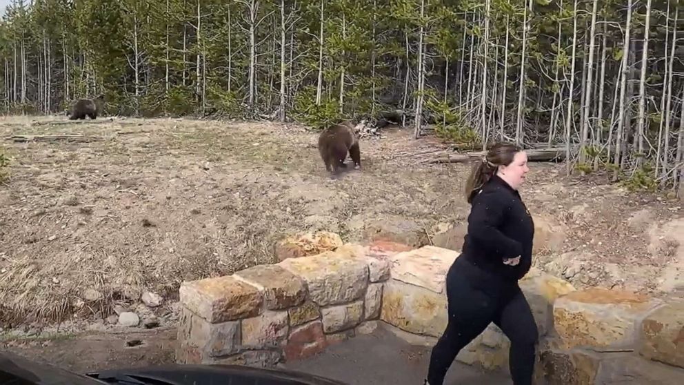 今年春天，一名妇女在接近黄石公园的灰熊后匆匆离开。