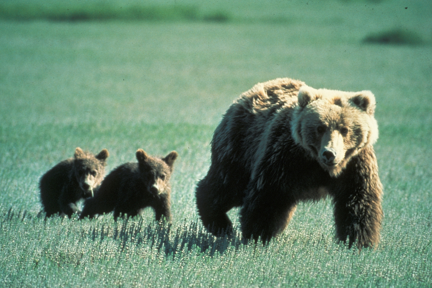 两个徒步旅行者被灰熊袭击了。