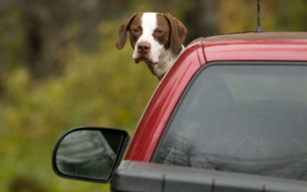 一只带有白色印章的棕色狗，半截身子站在一辆红色汽车的车窗外。