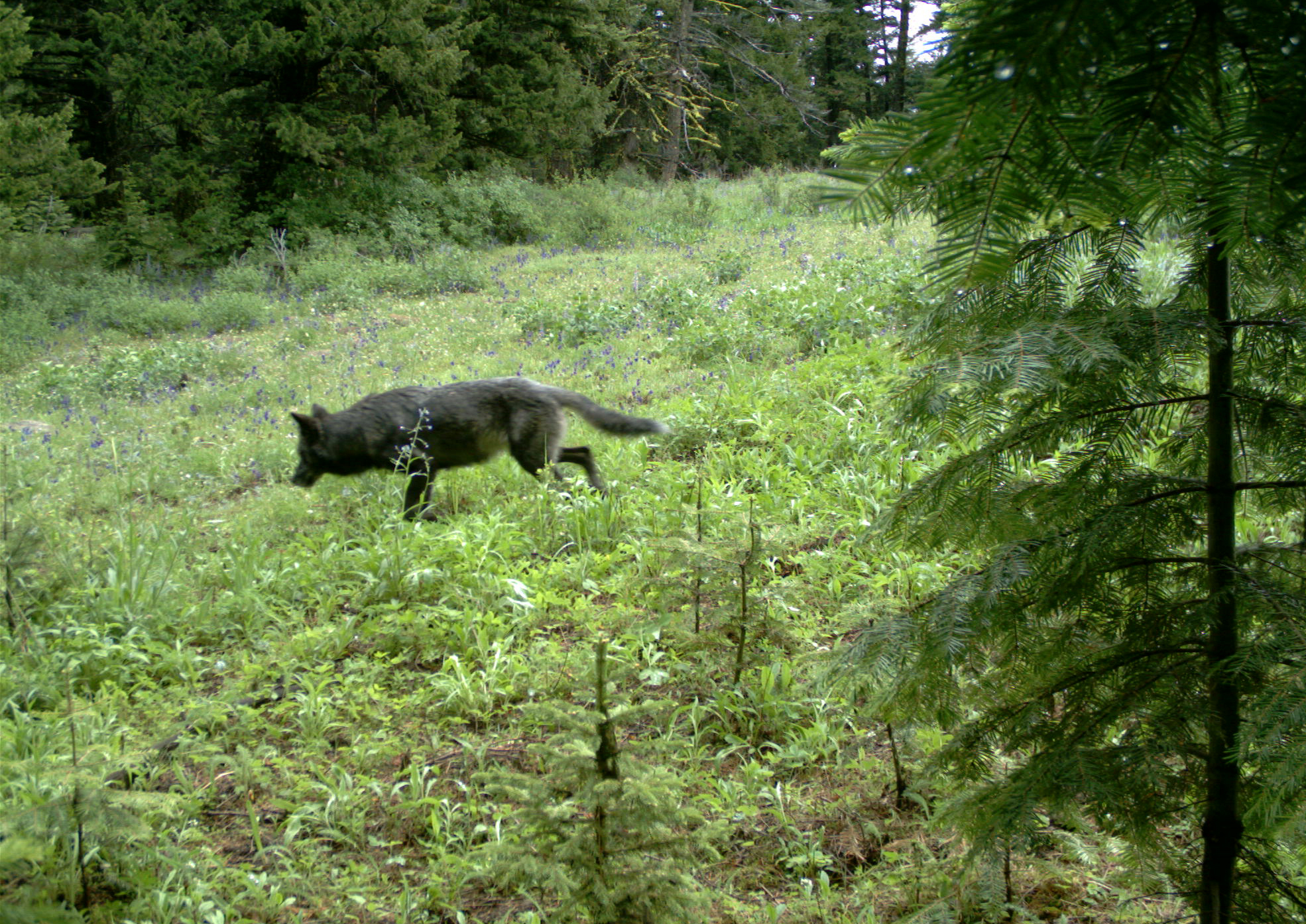 追踪摄像机捕捉到一只俄勒冈州狼。