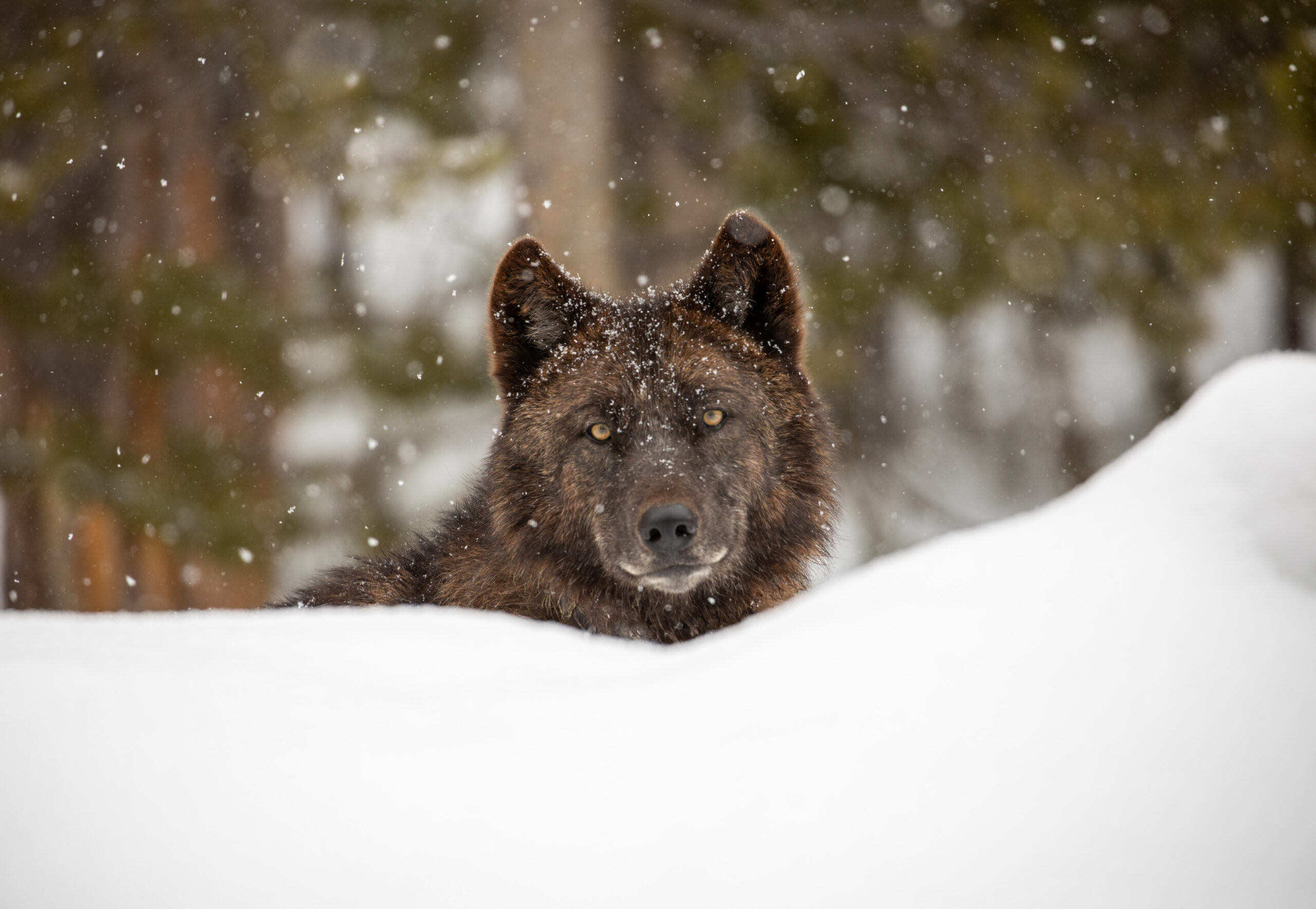 雪地里的狼