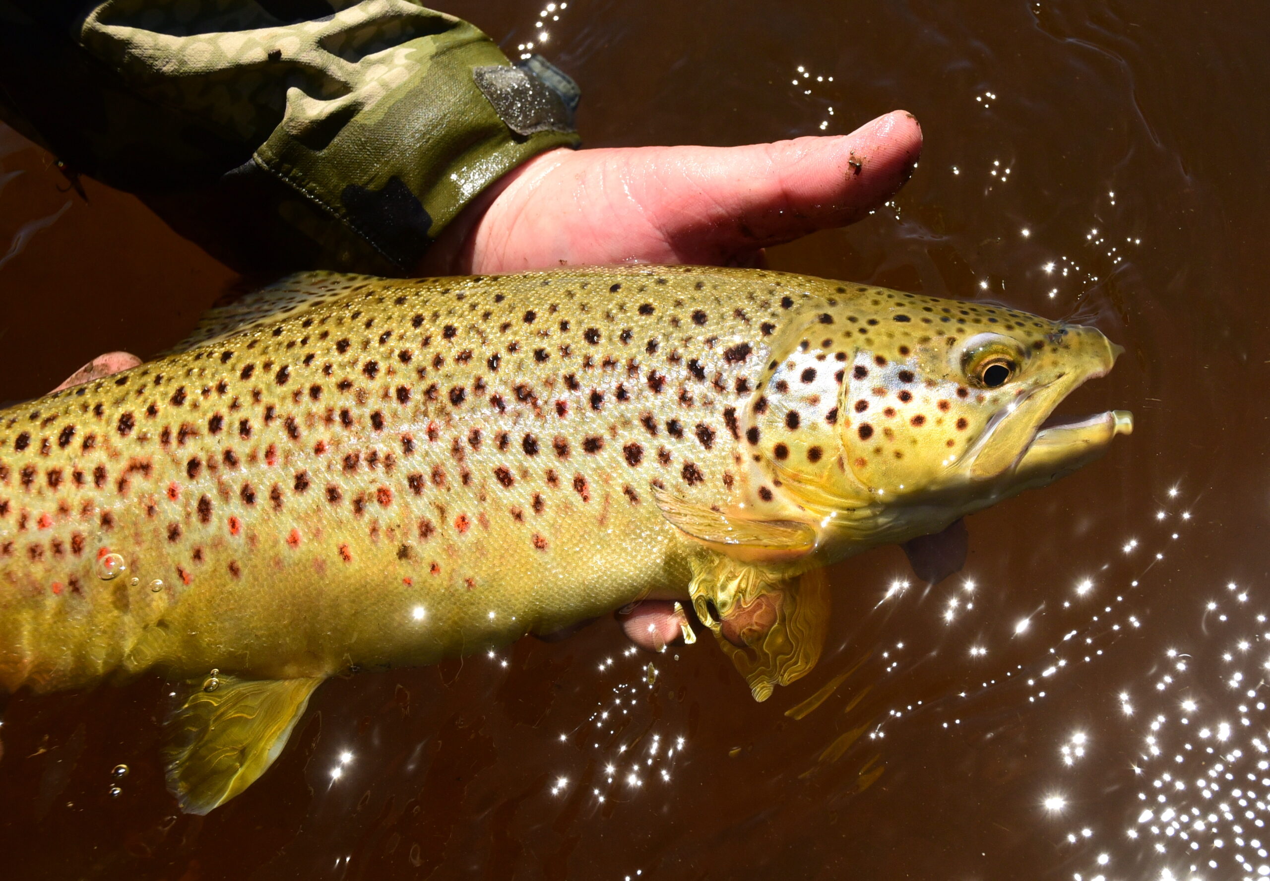 在西部溪流中捕获的棕色鳟鱼。