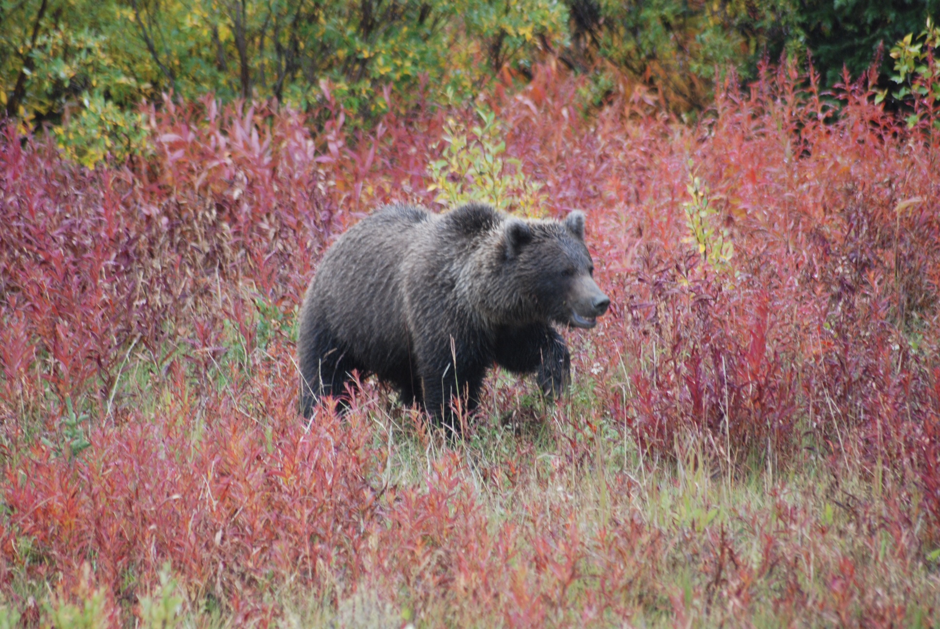 在爱达荷州，一头灰熊冲向了两个猎人。