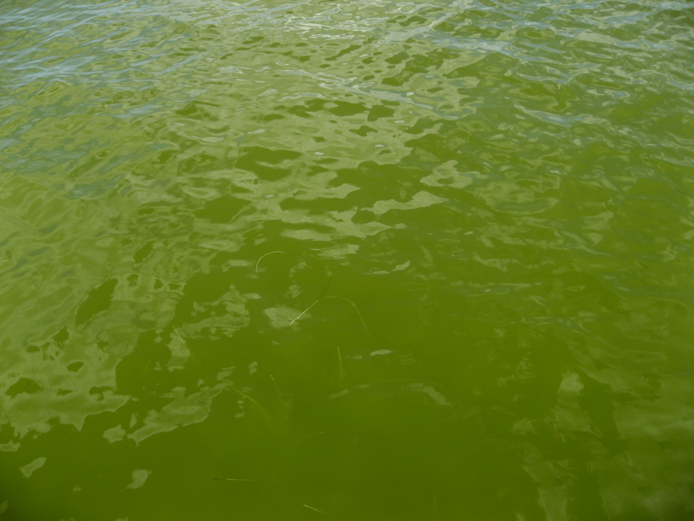 印度河泻湖的海水变色是由藻类引起的。