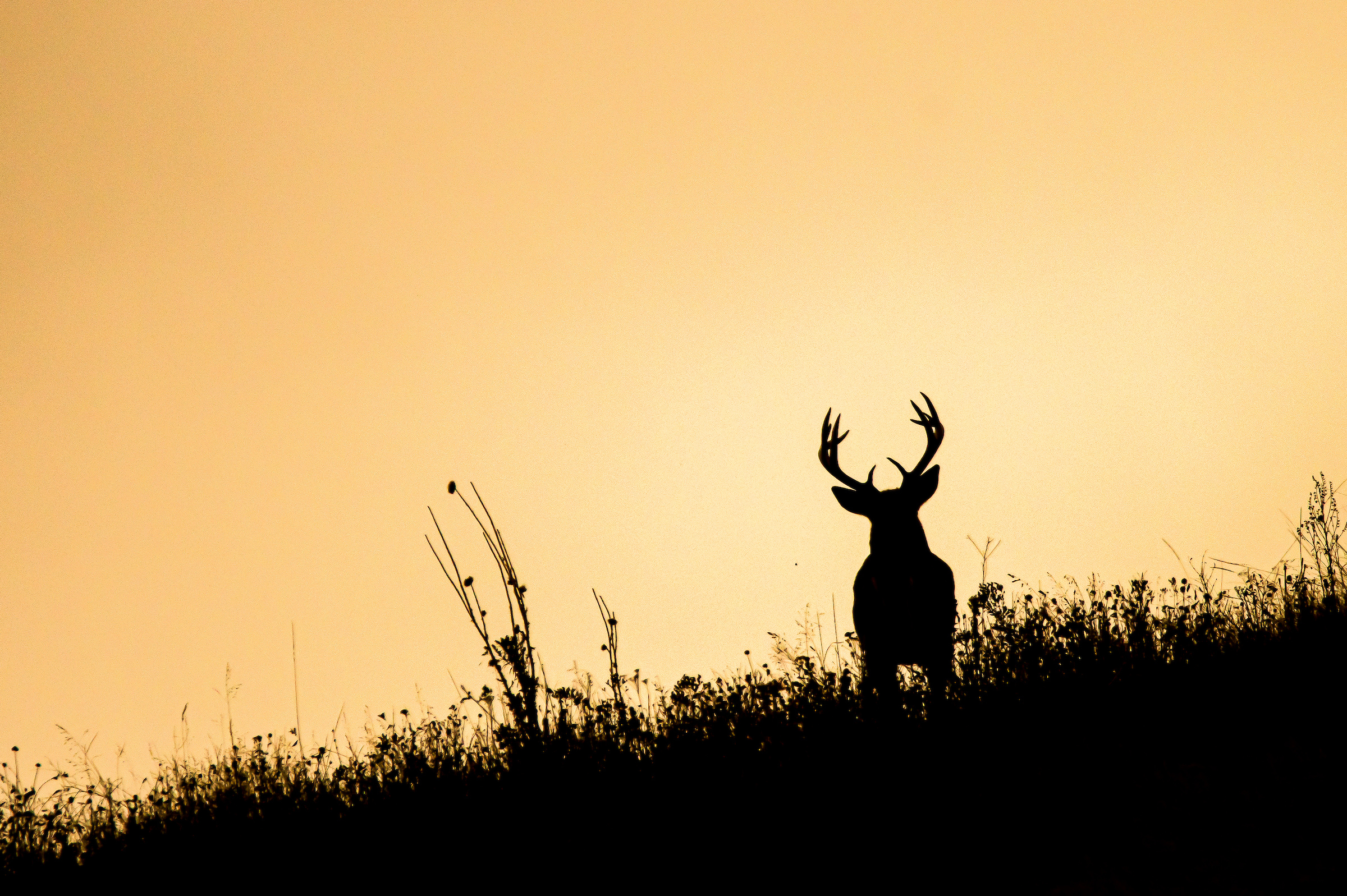白尾鹿在日落
