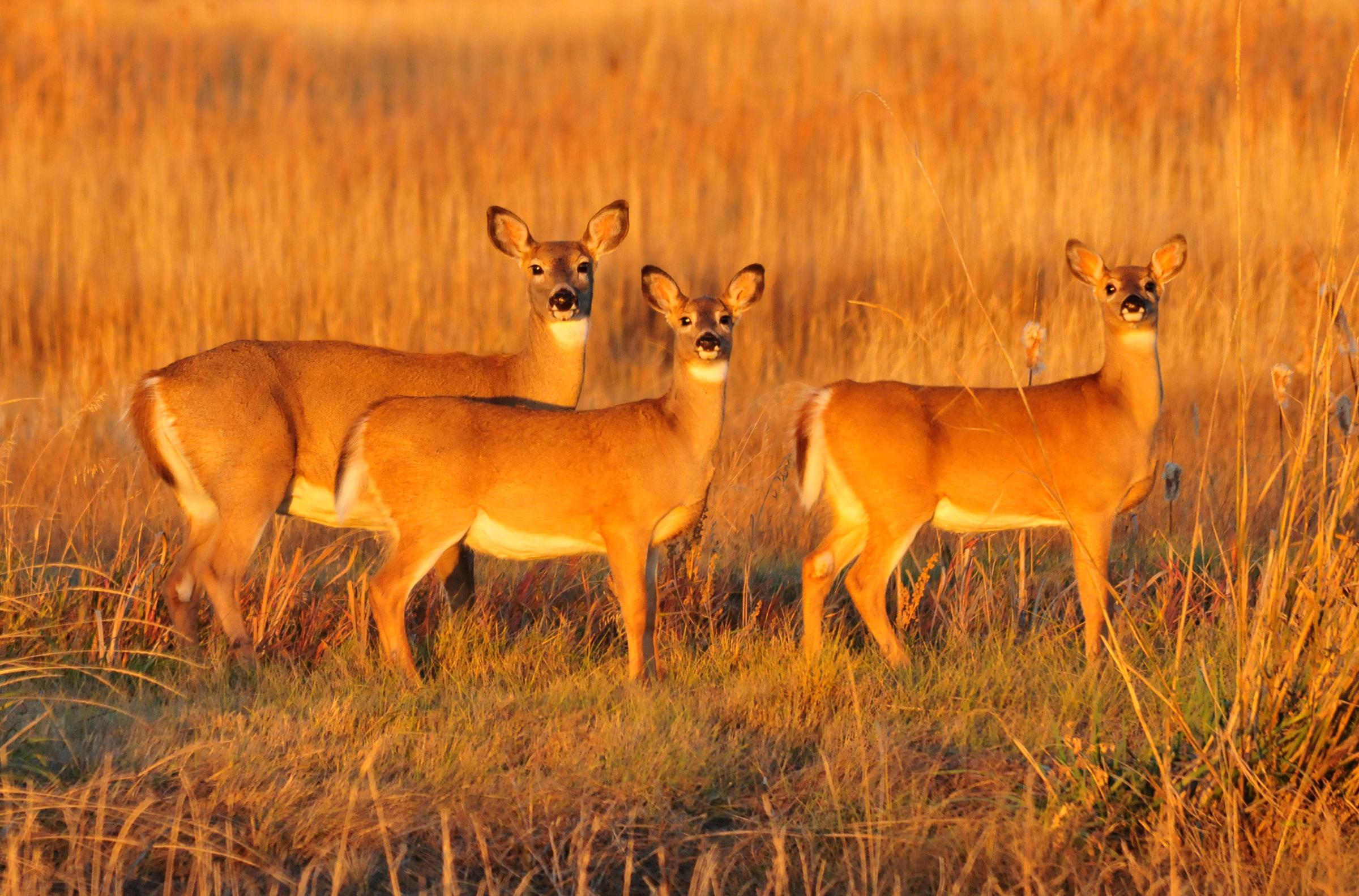 狩猎季节的设计是为了让那些还带着小鹿的人可以被标记。
