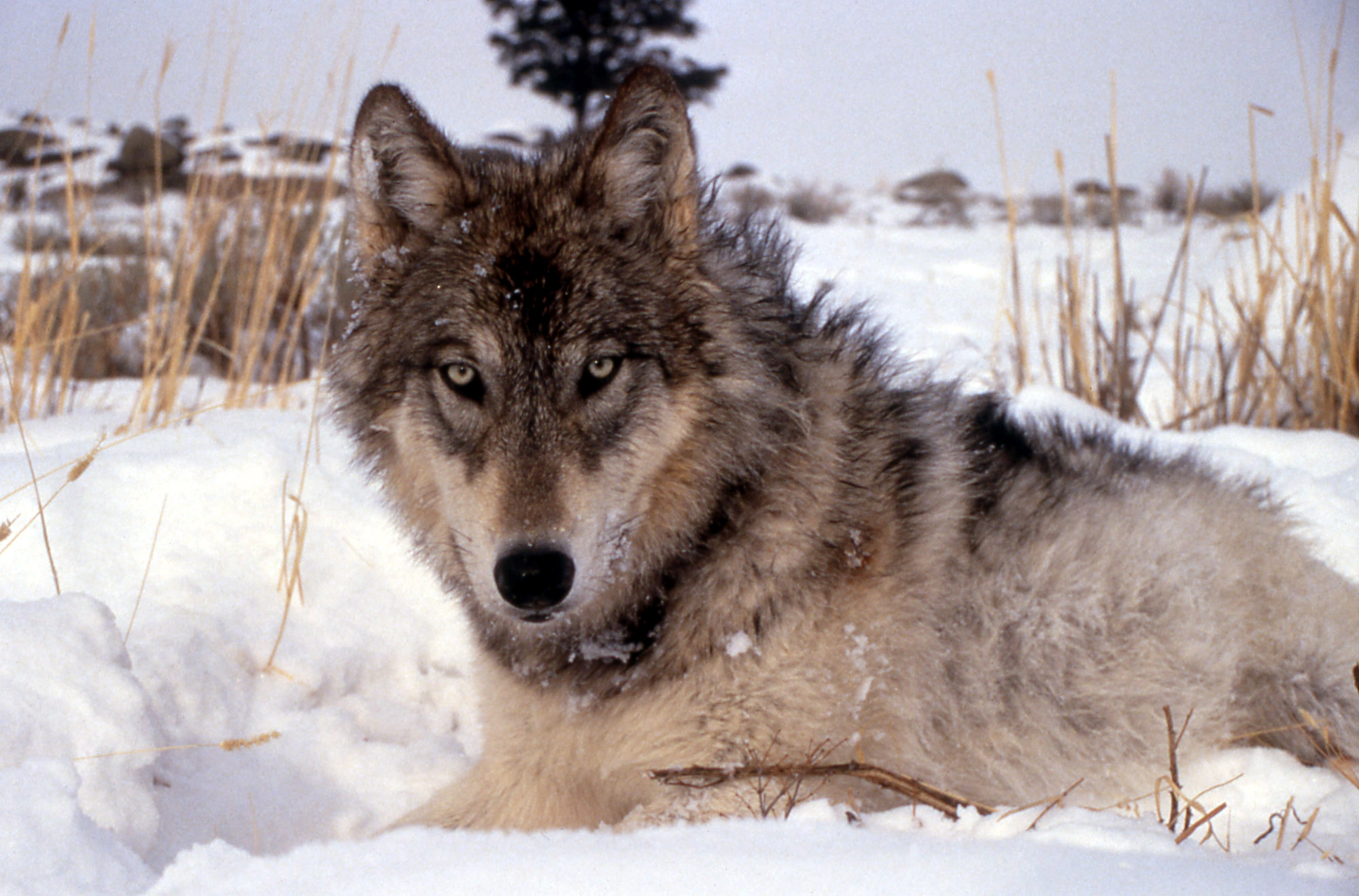 一名法官叫停了威斯康星州的猎狼行动。