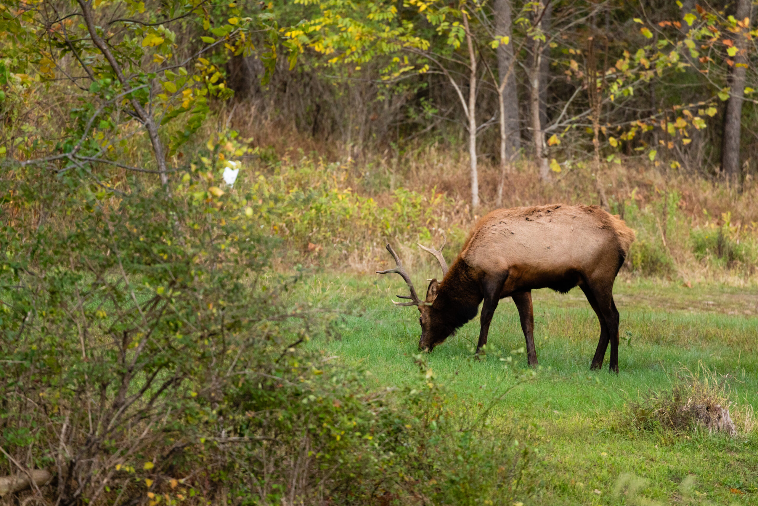 宾夕法尼亚州鹿群的慢性疲劳综合症是该州麋鹿群的一个潜在威胁。