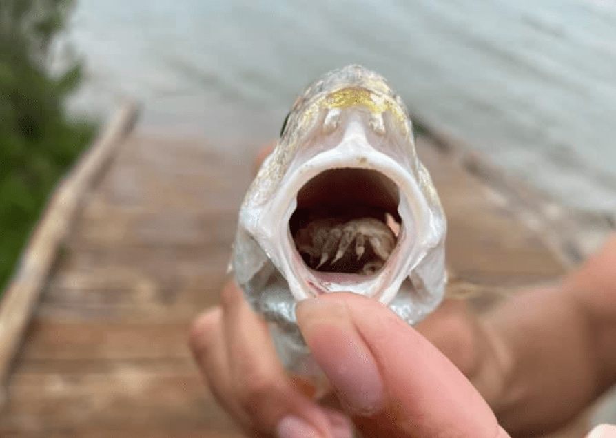 这种食舌寄生虫是生活在德克萨斯州水道里最令人毛骨悚然的生物之一