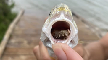 这种食舌寄生虫是生活在德克萨斯州水道里最令人毛骨悚然的生物之一