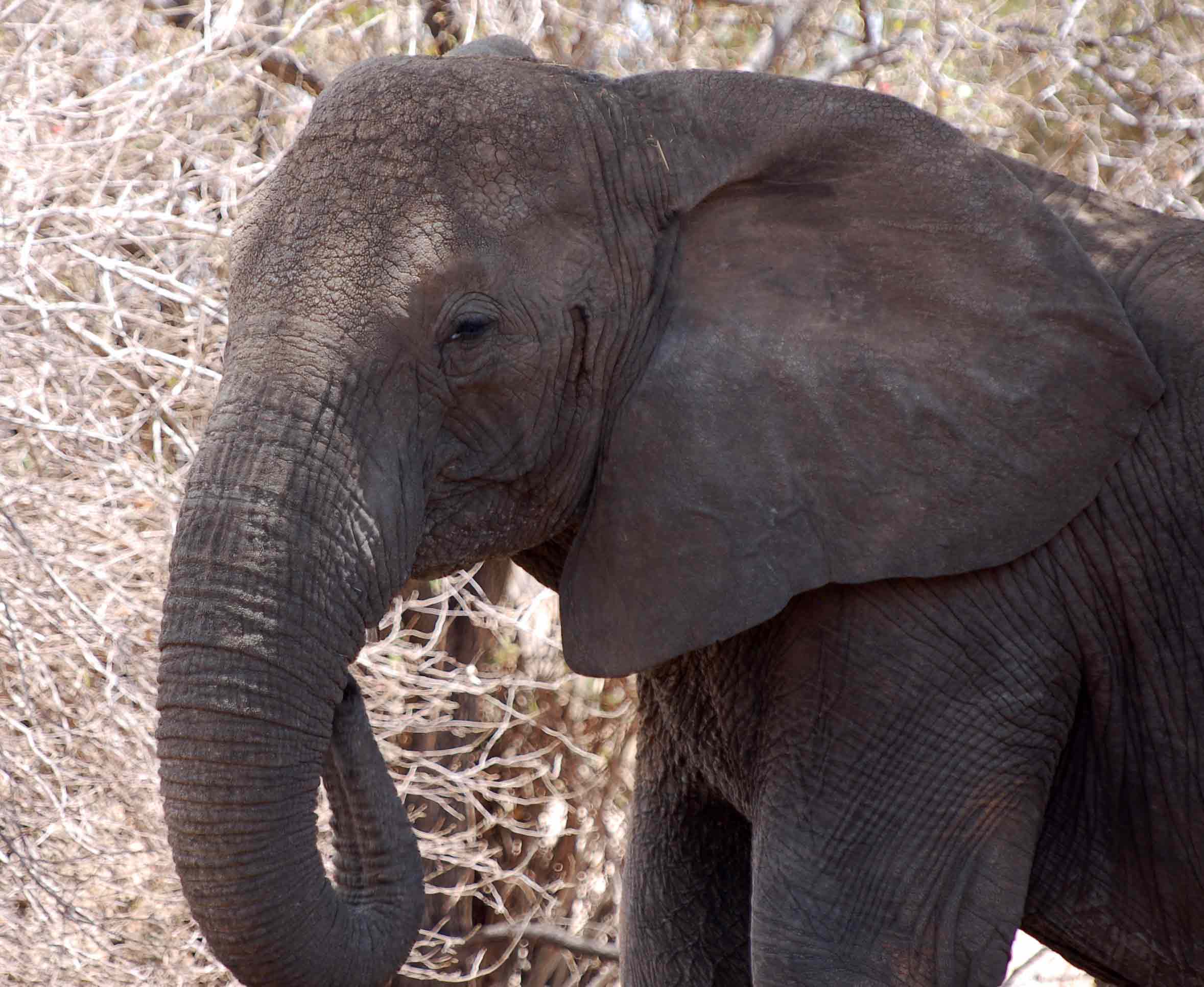一项新的研究表明，作为对偷猎的进化反应，雌性可能正在失去它们的象牙