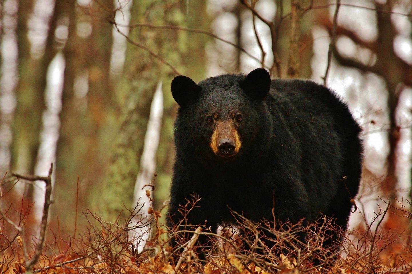 近年来密苏里州黑熊人口飙升至捕捞人口。