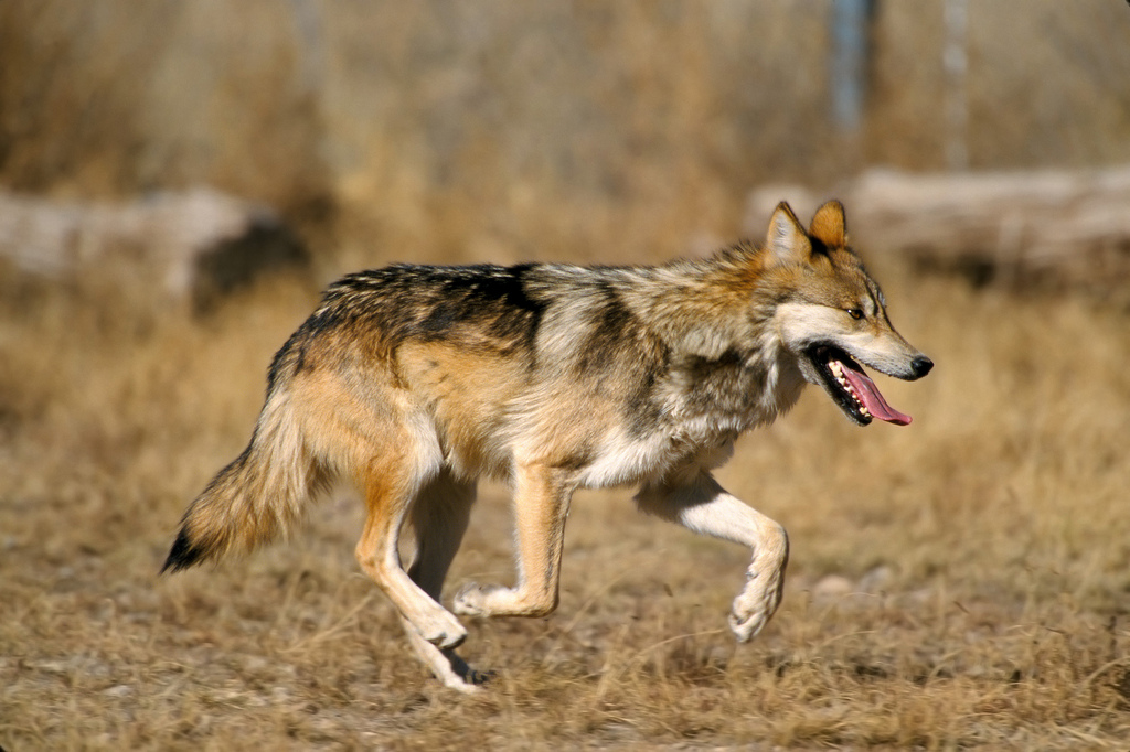 和大多数濒危物种一样，联邦政府对墨西哥灰狼的管理也是一个有争议的话题