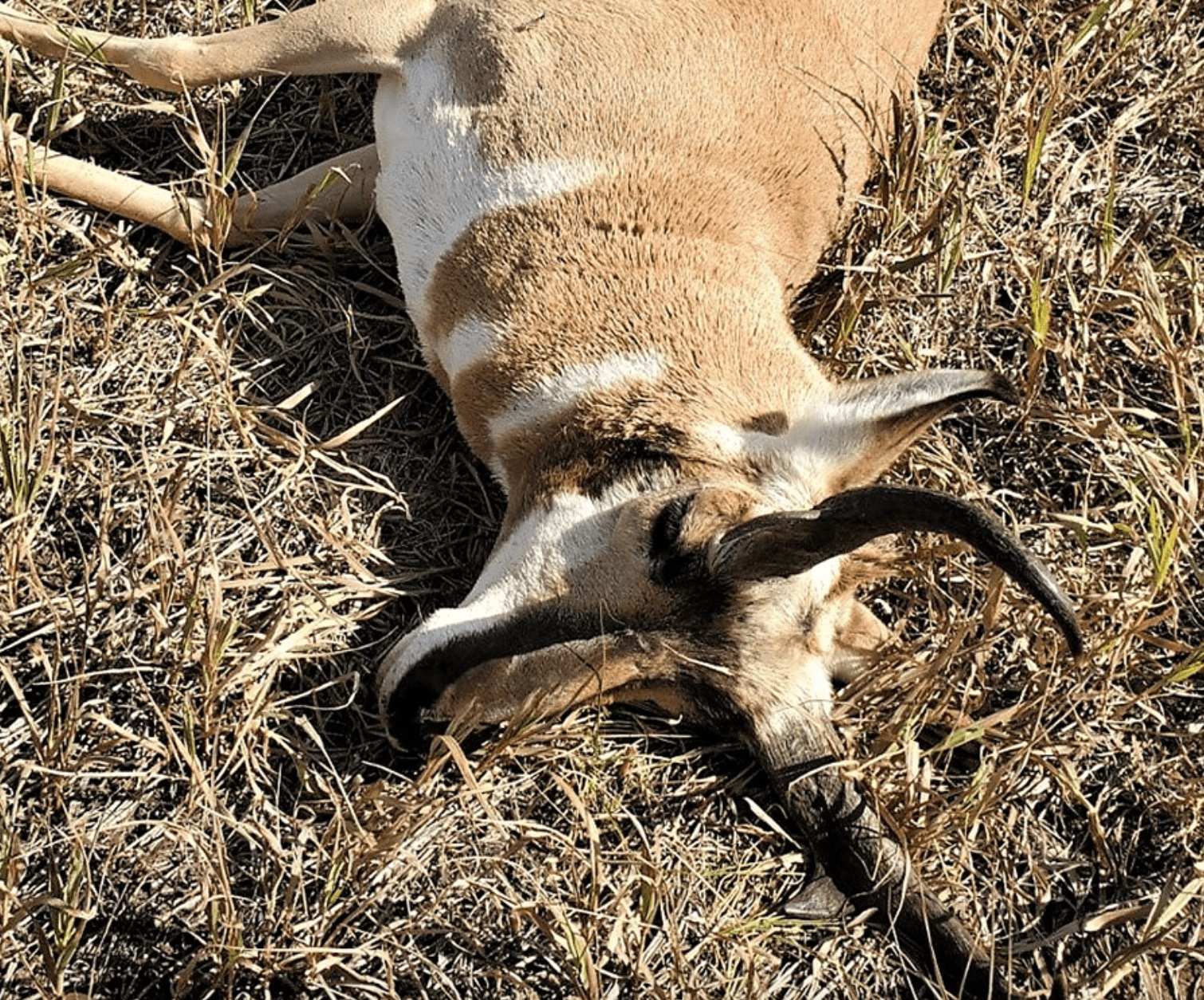 这只死去的叉角羚只是被三名外州偷猎者杀害的动物之一