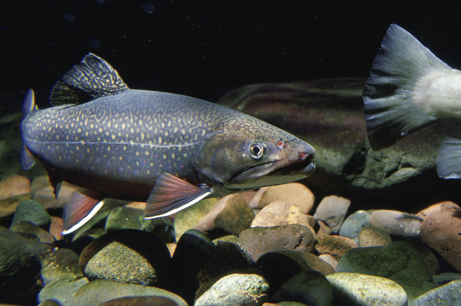布鲁克鳟鱼是东部海岸和中西部的原产，但他们已被广泛推出的美国西部