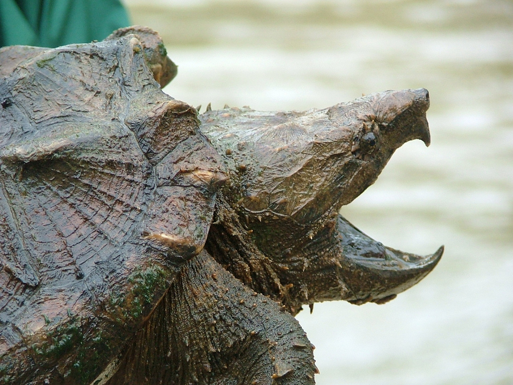 美国联邦政府目前正考虑将鳄龟列为濒危物种