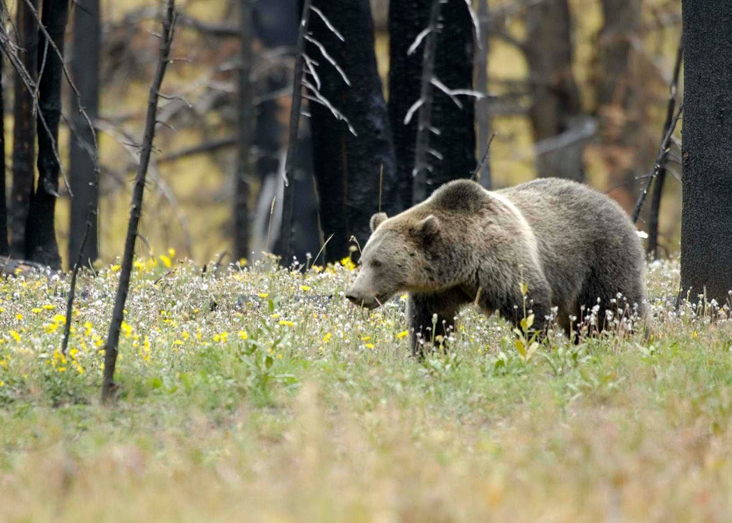 在大黄石公园的生态系统中，灰熊的数量达到了历史最高水平