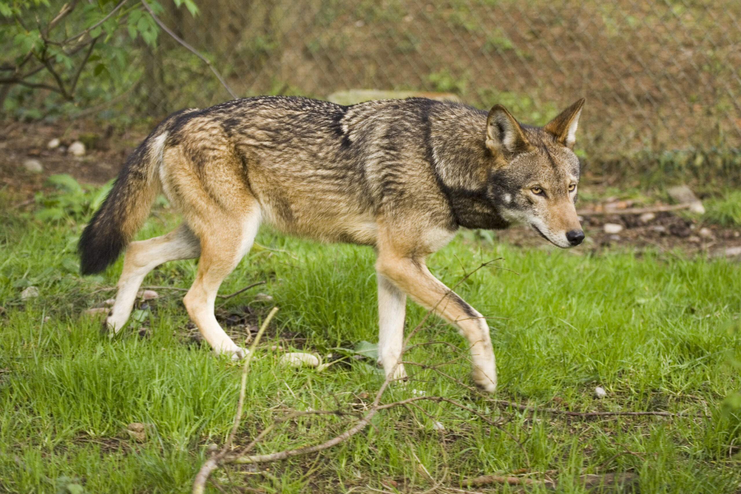 在整个美国有数百种红色的狼人居住在俘虏育种设施中