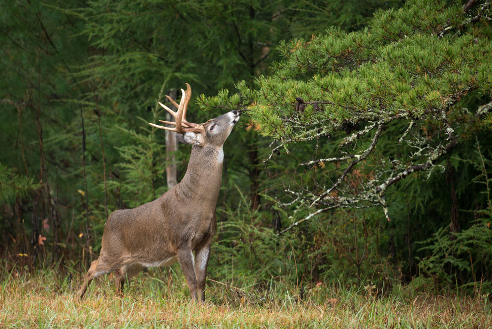 威斯康星州国土安全部要求猎人们在给鹿穿衣时戴上面具。