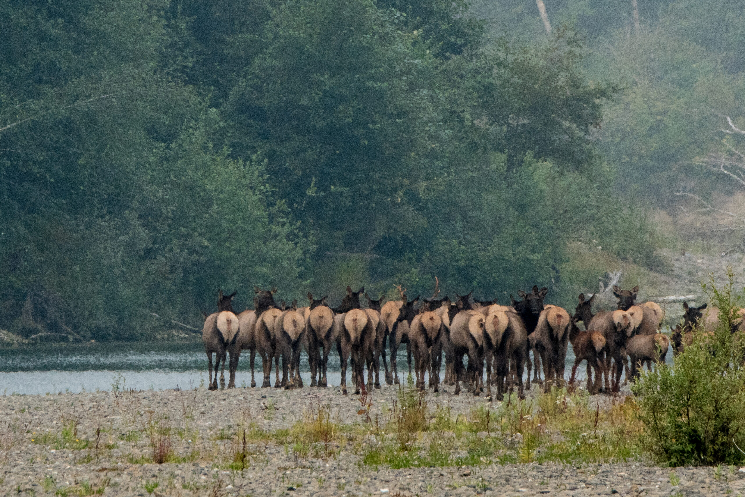 在这个驼鹿季节，非居民参与的驼鹿狩猎活动引发了争议。
