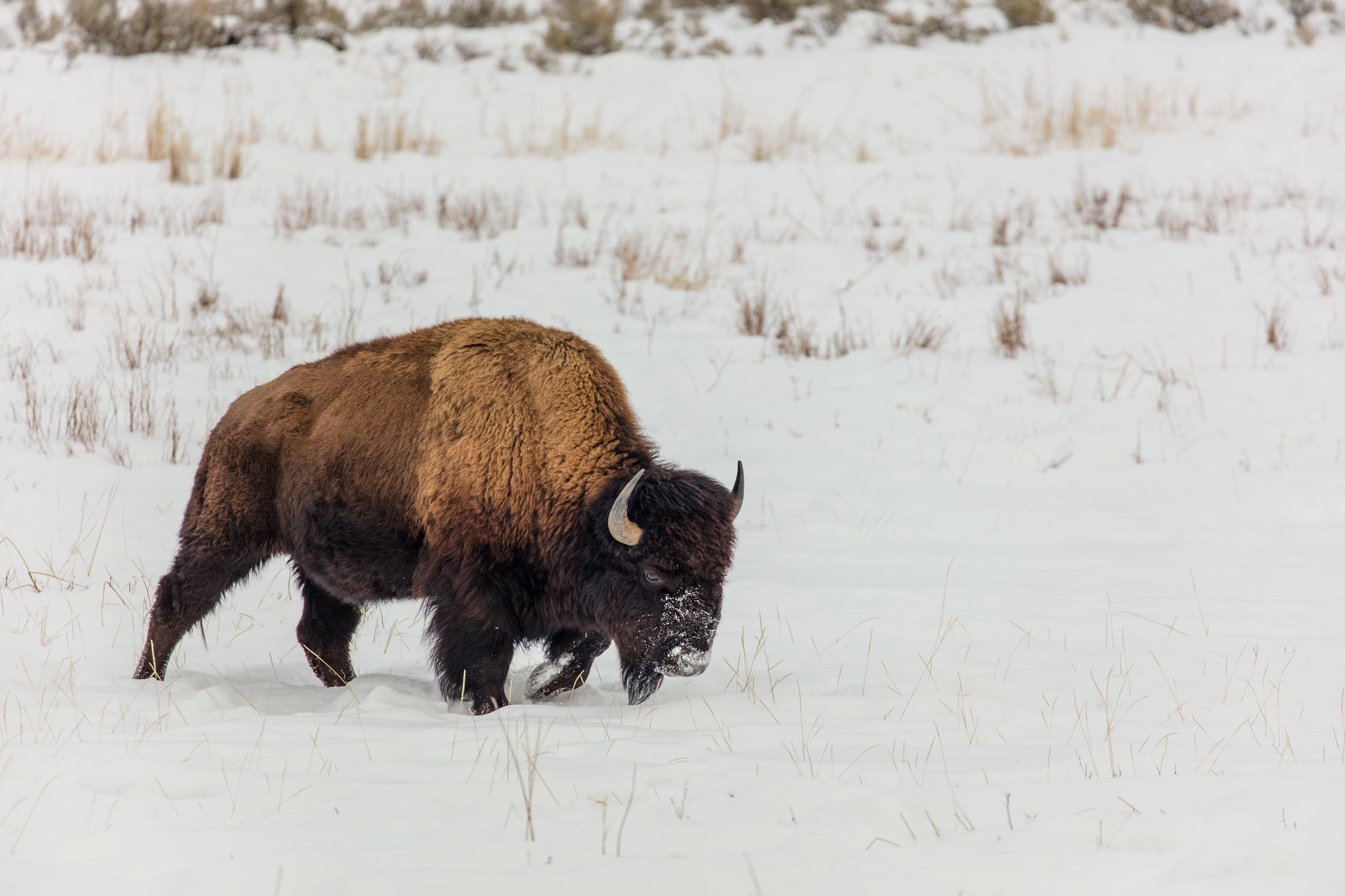 野牛在黄石国家公园穿过雪