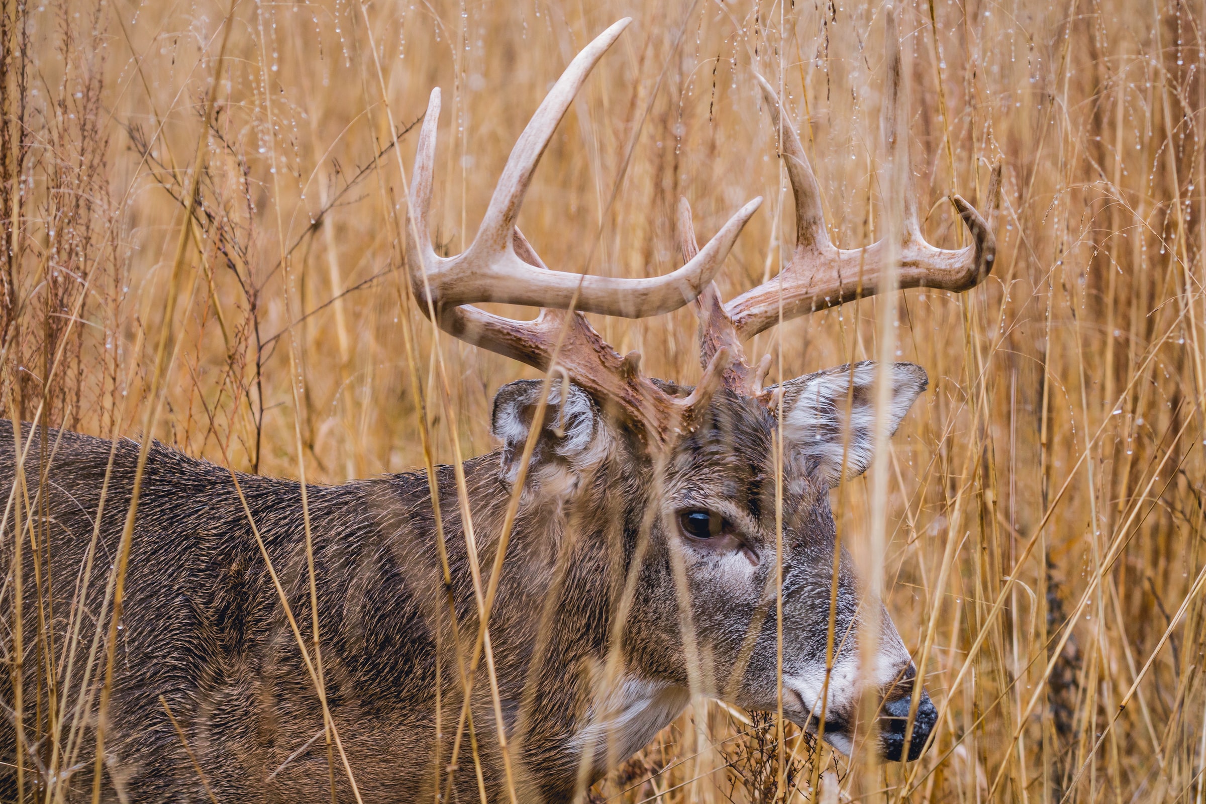 这是缅因州历史上最好的鹿季节之一。