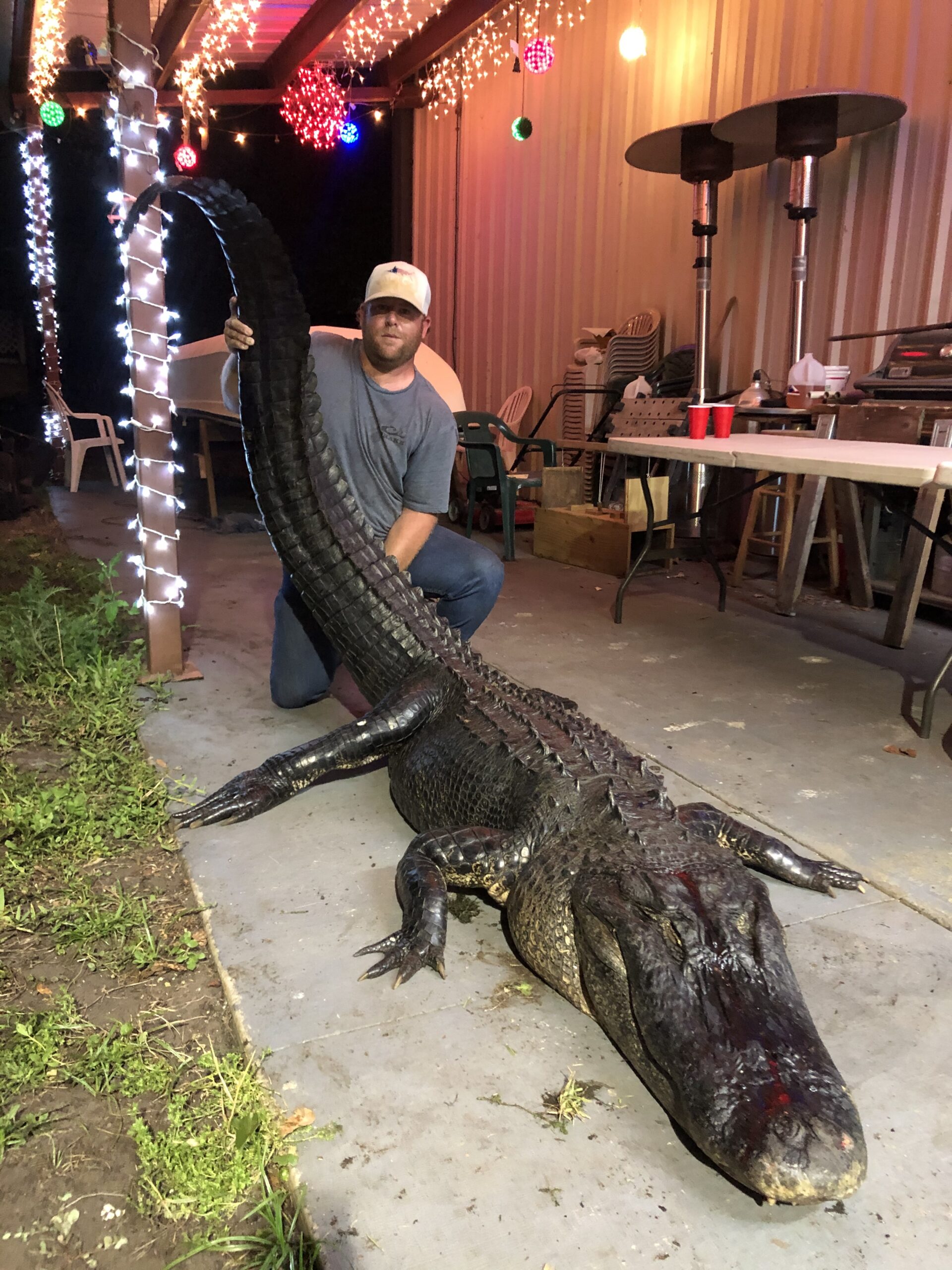 佛罗里达州正试图改变其短吻鳄捕猎规则。