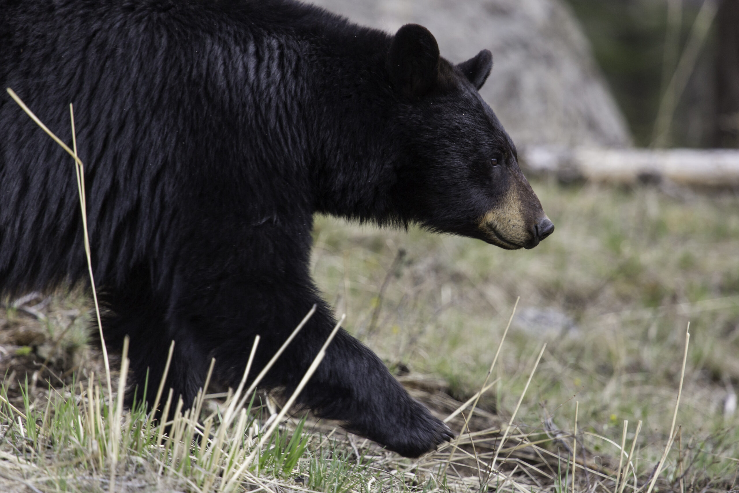 熊猎人骚扰并不罕见。