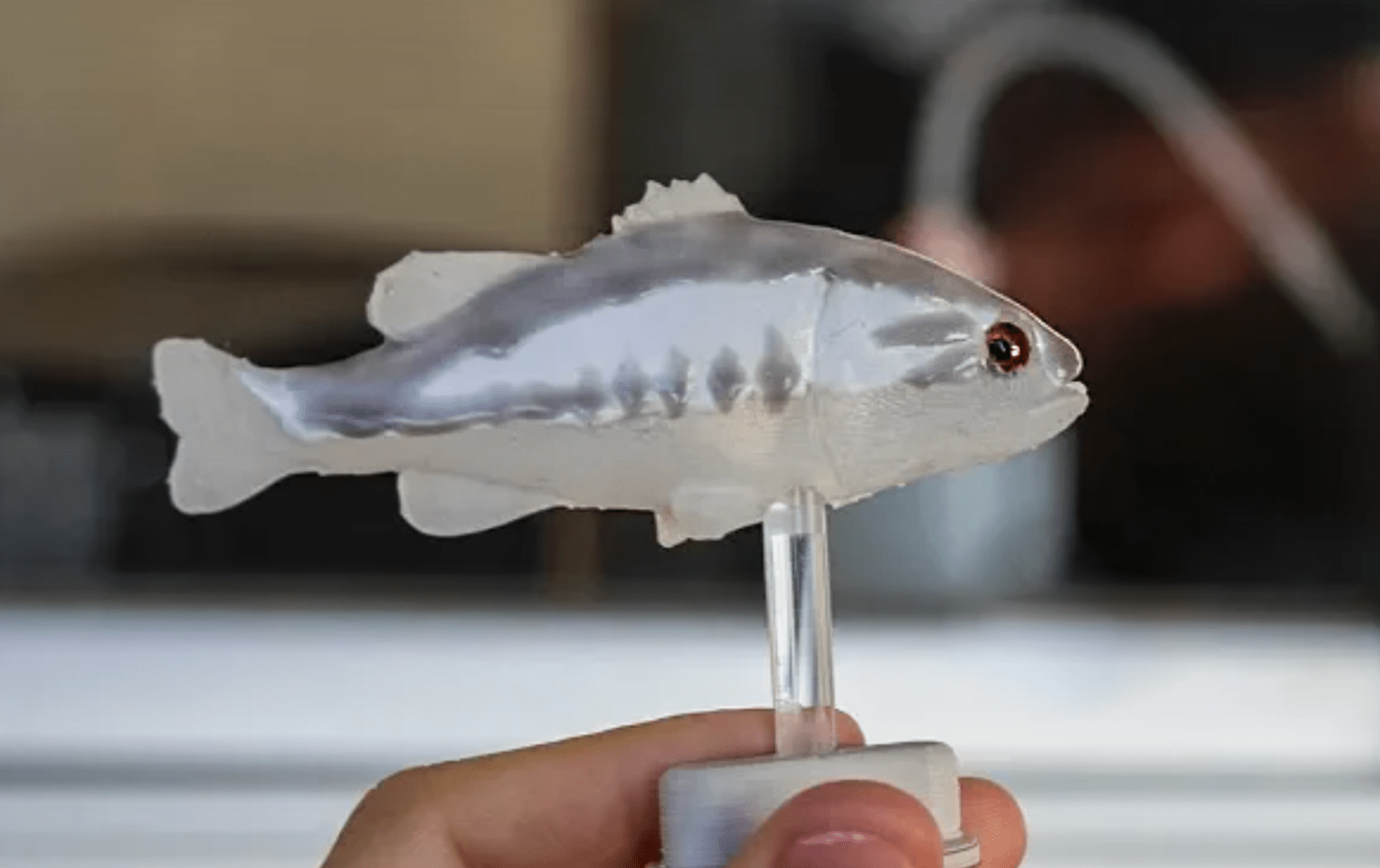 一种机器鲈鱼，专门针对食蚊鱼。
