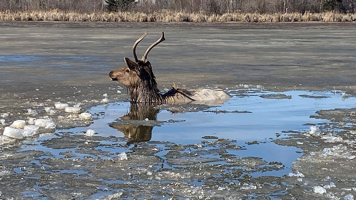 密歇根州麋鹿砍了冰并死了。